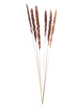 Laden Sie das Bild in den Galerie-Viewer, Pampasgras "Zart, Taupe"