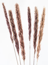Laden Sie das Bild in den Galerie-Viewer, Pampasgras "Zart, Taupe"