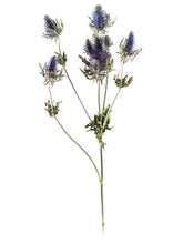 Laden Sie das Bild in den Galerie-Viewer, Disteln "Supernova Qstar"