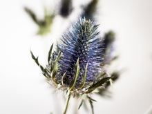 Laden Sie das Bild in den Galerie-Viewer, Disteln "Supernova Qstar"