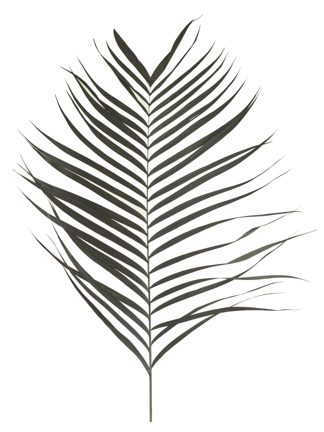 Areca Palmblatt groß (dunkelgrün)