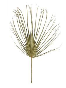 Großes Palmblatt Natur