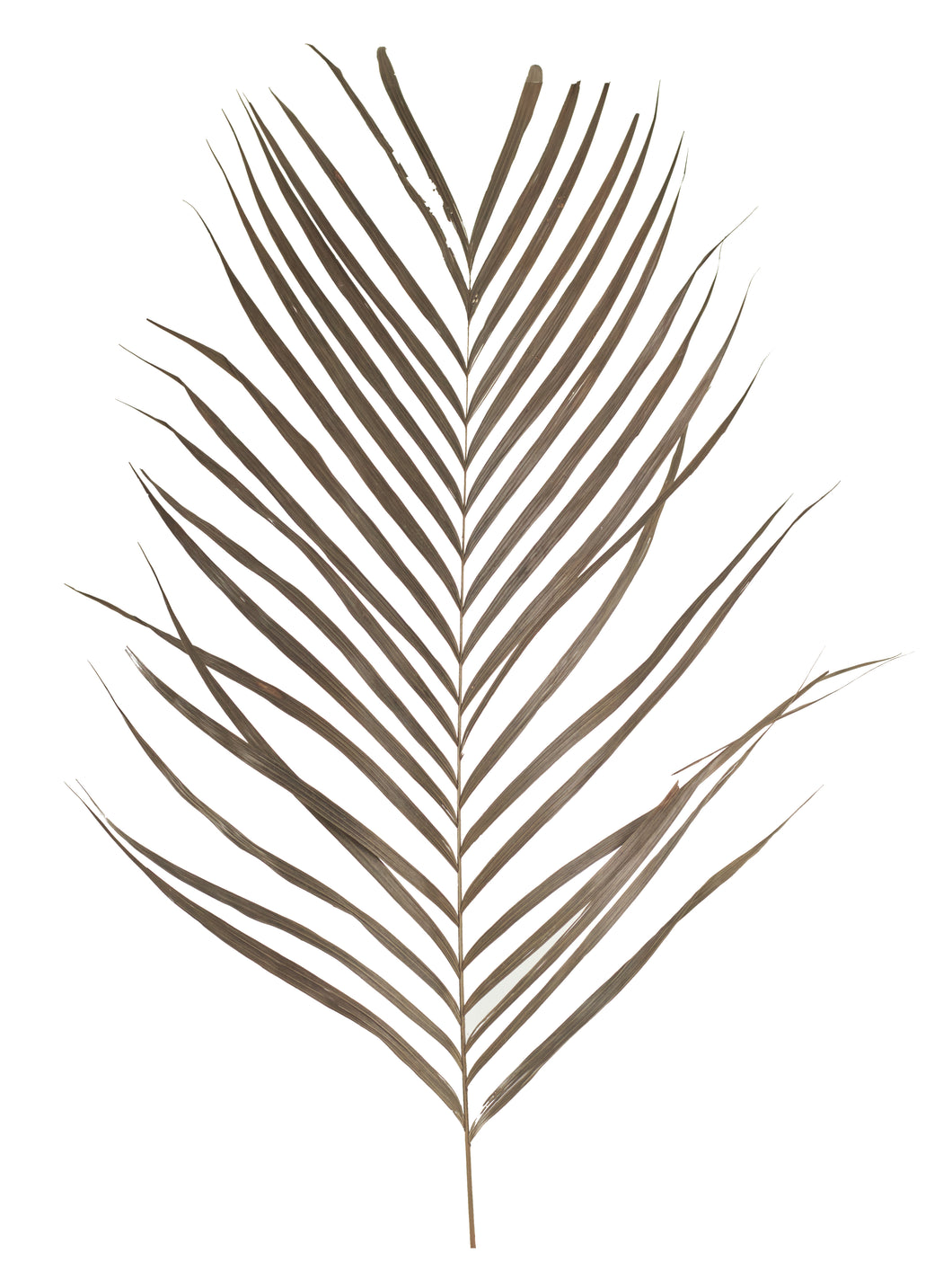 Areca Palmblatt groß (grau/grün)